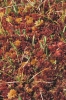 Andromedo polifoliae-Sphagnetum magellanici
