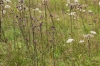 Angelico sylvestris-Cirsietum palustris