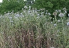 Artemisio vulgaris-Echinopsietum sphaerocephali
