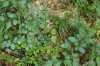 Calamagrostio villosae-Fagetum sylvaticae