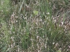 Campylio stellati-Trichophoretum alpini