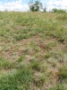 Helichryso arenariae-Festucetum pallentis
