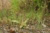Plantagini arenariae-Senecionetum viscosi