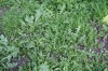 Poo annuae-Coronopodetum squamati