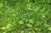 Prunello vulgaris-Ranunculetum repentis