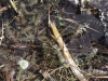 Sphagno-Utricularietum ochroleucae