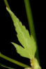 Aegopodium podagraria