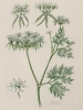 Aethusa cynapium