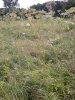 Angelica palustris