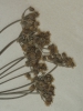 Astrodaucus orientalis