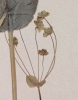 Bupleurum longifolium subsp. longifolium