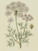 Peucedanum austriacum