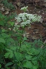Pleurospermum austriacum