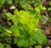Smyrnium perfoliatum
