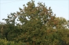 Fraxinus angustifolia subsp. danubialis