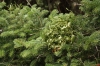 Viscum album subsp. abietis