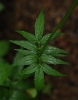 Valeriana excelsa subsp. sambucifolia