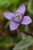 Gentianella campestris subsp. baltica
