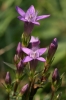 Gentianella lutescens subsp. carpatica