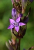 Gentianella lutescens subsp. carpatica
