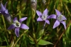 Gentianella obtusifolia subsp. sturmiana