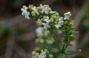 Galium boreale subsp. exoletum