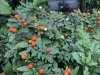Solanum capsicastrum