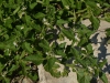 Solanum physalifolium