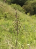 Verbascum chaixii subsp. austriacum