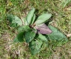 Verbascum phoeniceum