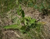 Verbascum x rubiginosum