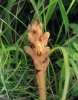 Orobanche teucrii