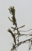 Callitriche hamulata