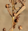 Gratiola officinalis