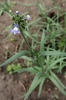 Linaria arvensis