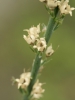 Linaria purpurea