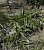 Plantago atrata subsp. sudetica