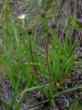 Plantago atrata subsp. sudetica