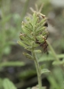 Verbena x hybrida