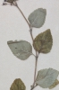 Calamintha menthifolia