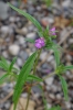 Galeopsis angustifolia