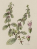 Pulegium vulgare
