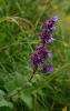 Salvia verticillata