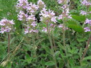 Thymus glabrescens