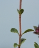Thymus praecox subsp. praecox