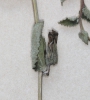 Campanula alliariifolia