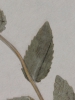 Campanula rhomboidalis