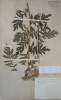Achillea grandifolia