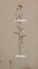 Brachyscome iberidifolia