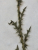 Carduus acanthoides